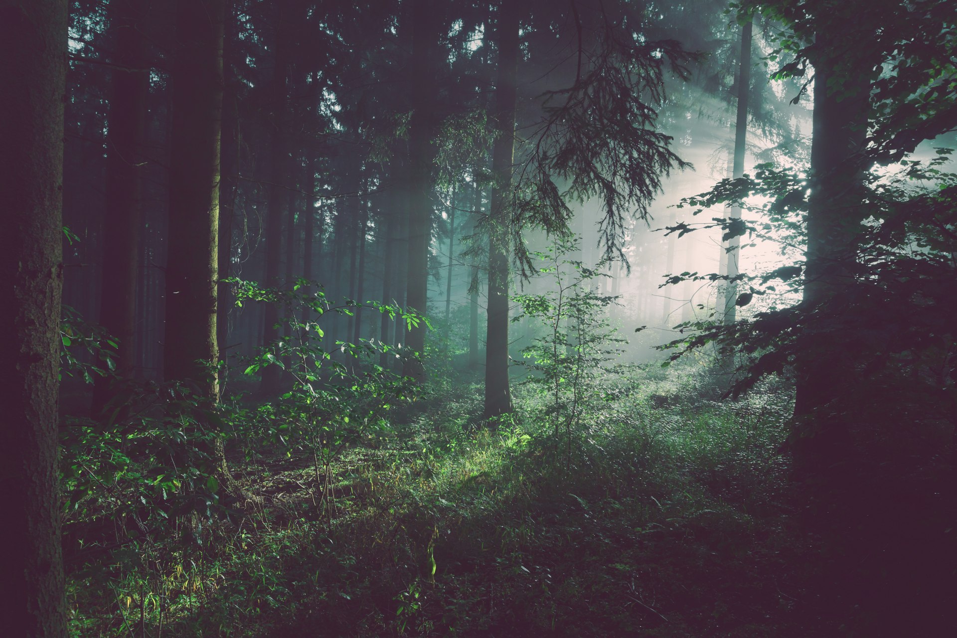 Lichtdurchfluteter Wald – Waldtherapie Darmstadt
