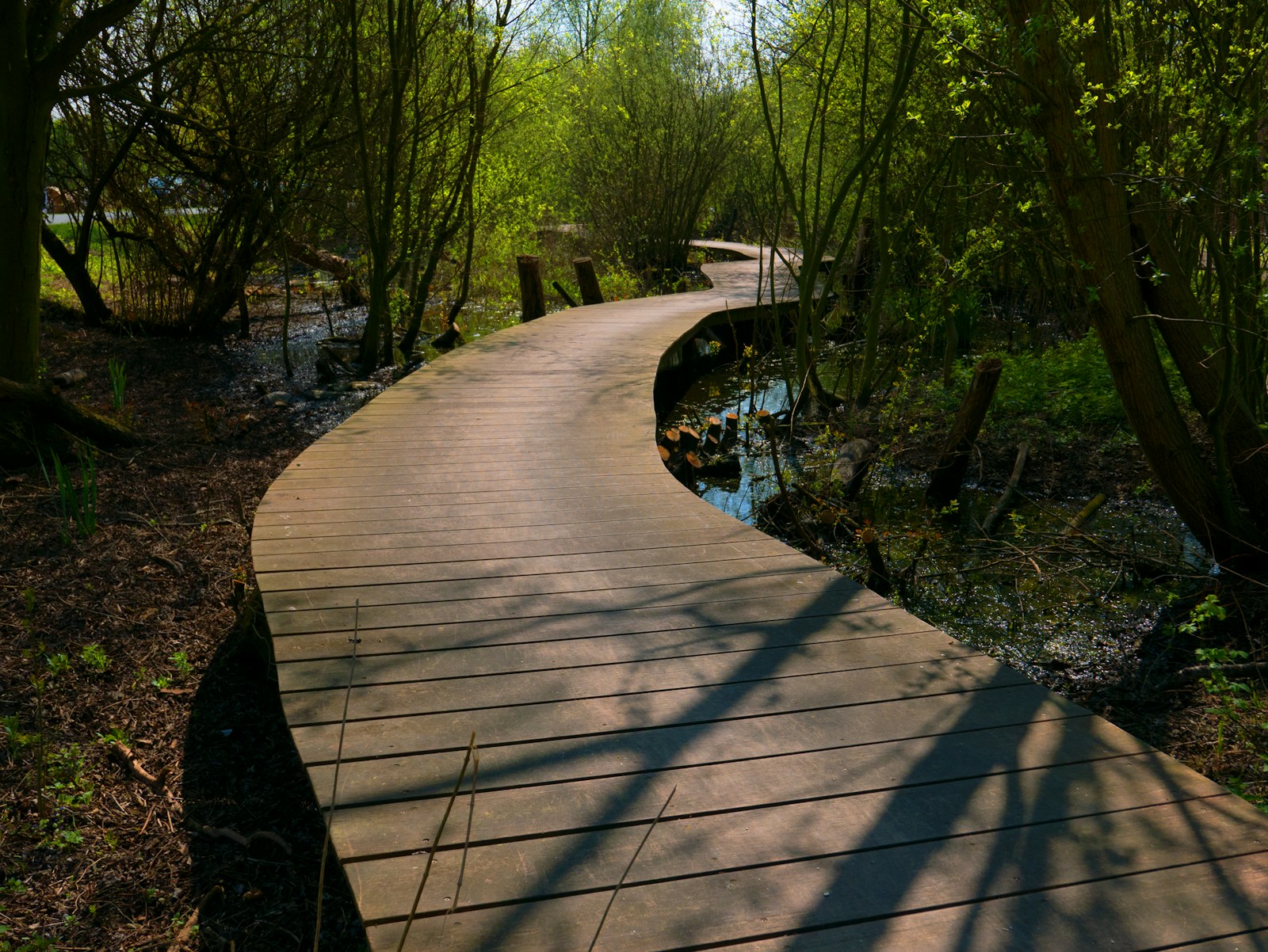 Waldtherapie in der Natur bei Darmstadt